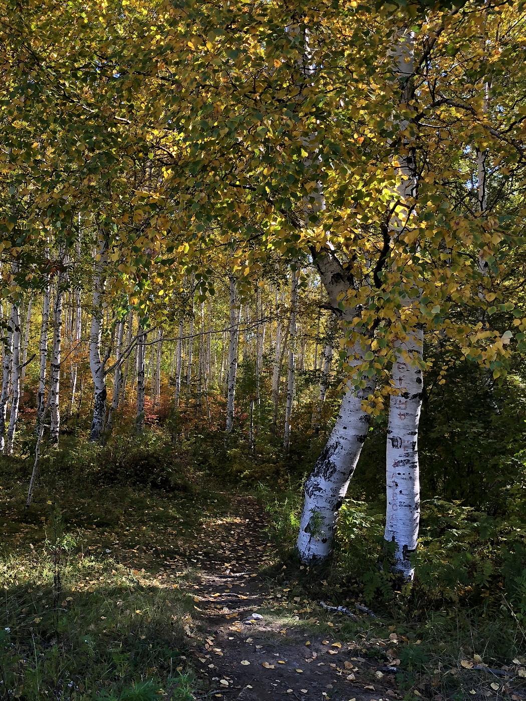 Комсомольск и окрестности, image of landscape/habitat.