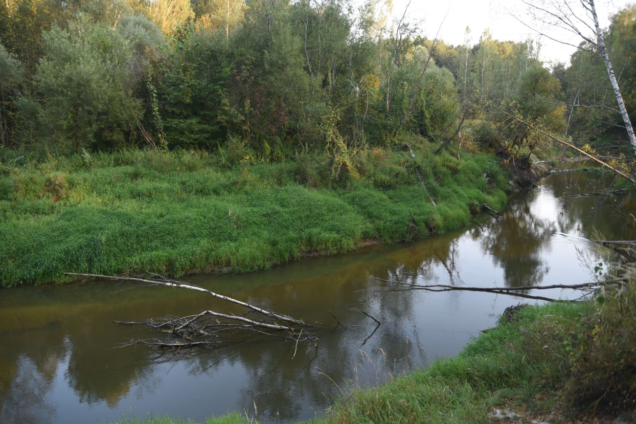 Устье ручья Черебеть, image of landscape/habitat.