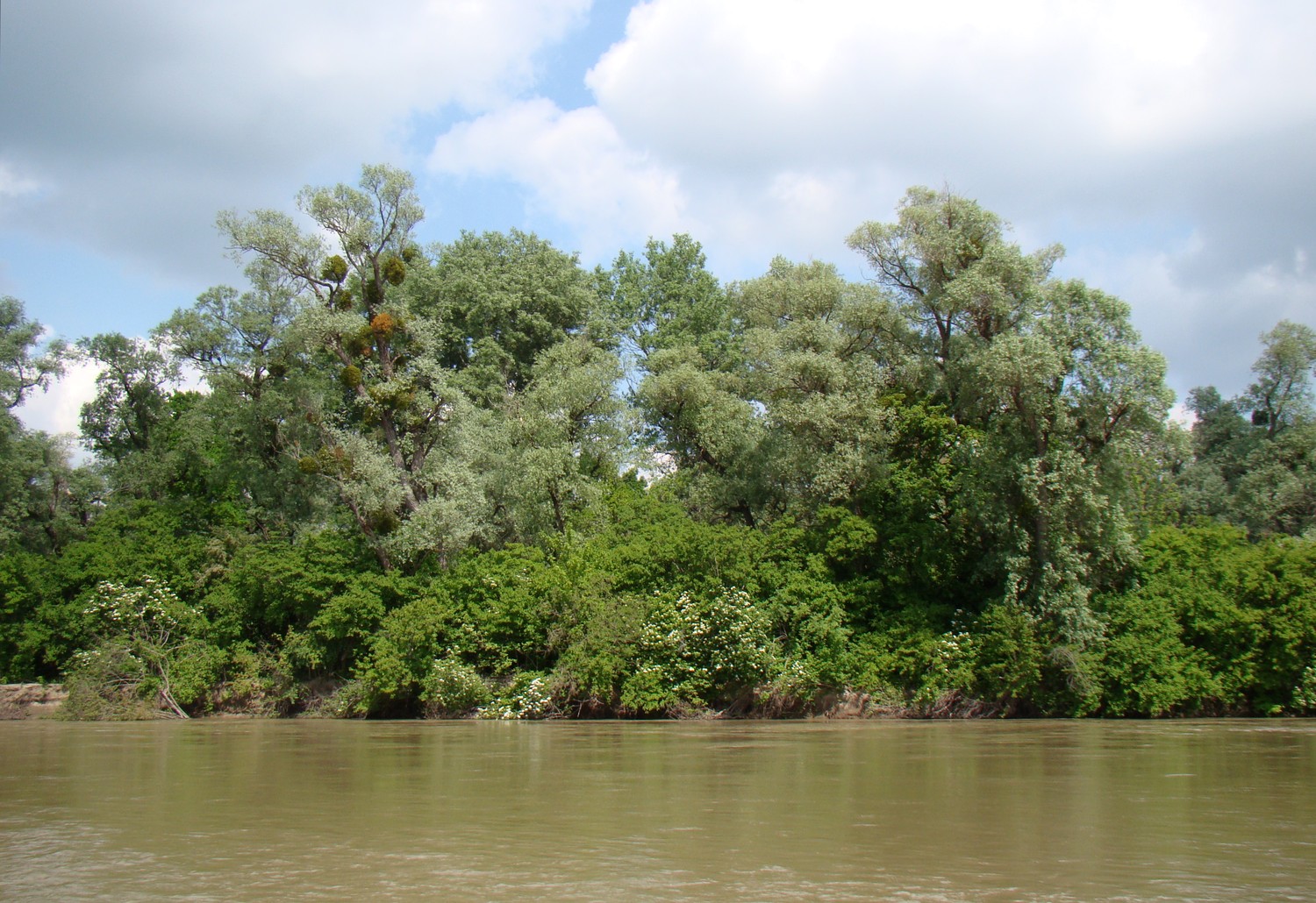 Лаба у станицы Тенгинской, image of landscape/habitat.