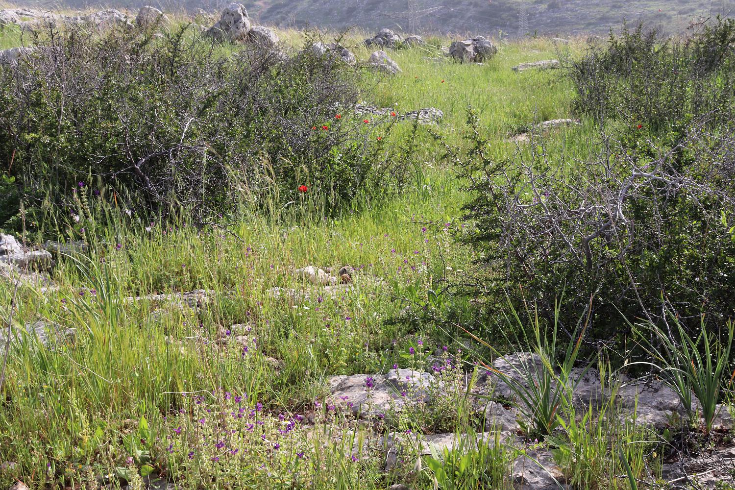Мигдаль Цедек и рядом, image of landscape/habitat.