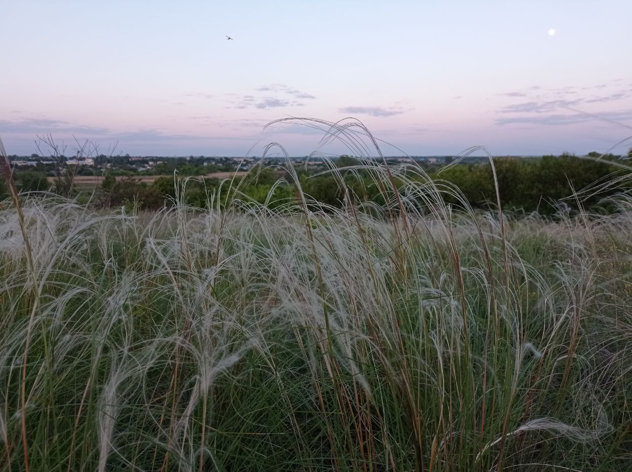 Старобельск, image of landscape/habitat.