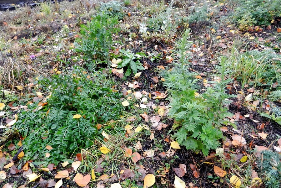 Люберцы, image of landscape/habitat.