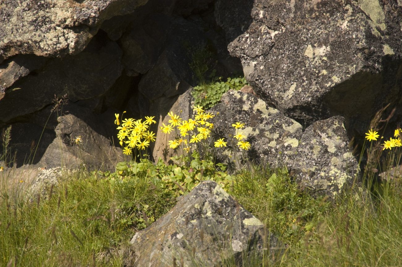 Долина Карачаул, image of landscape/habitat.