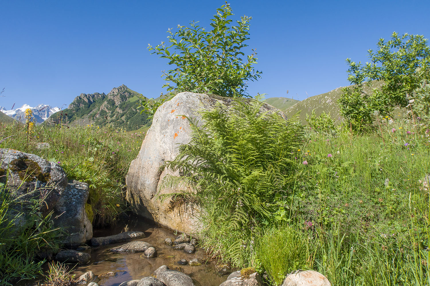 Фытын, image of landscape/habitat.