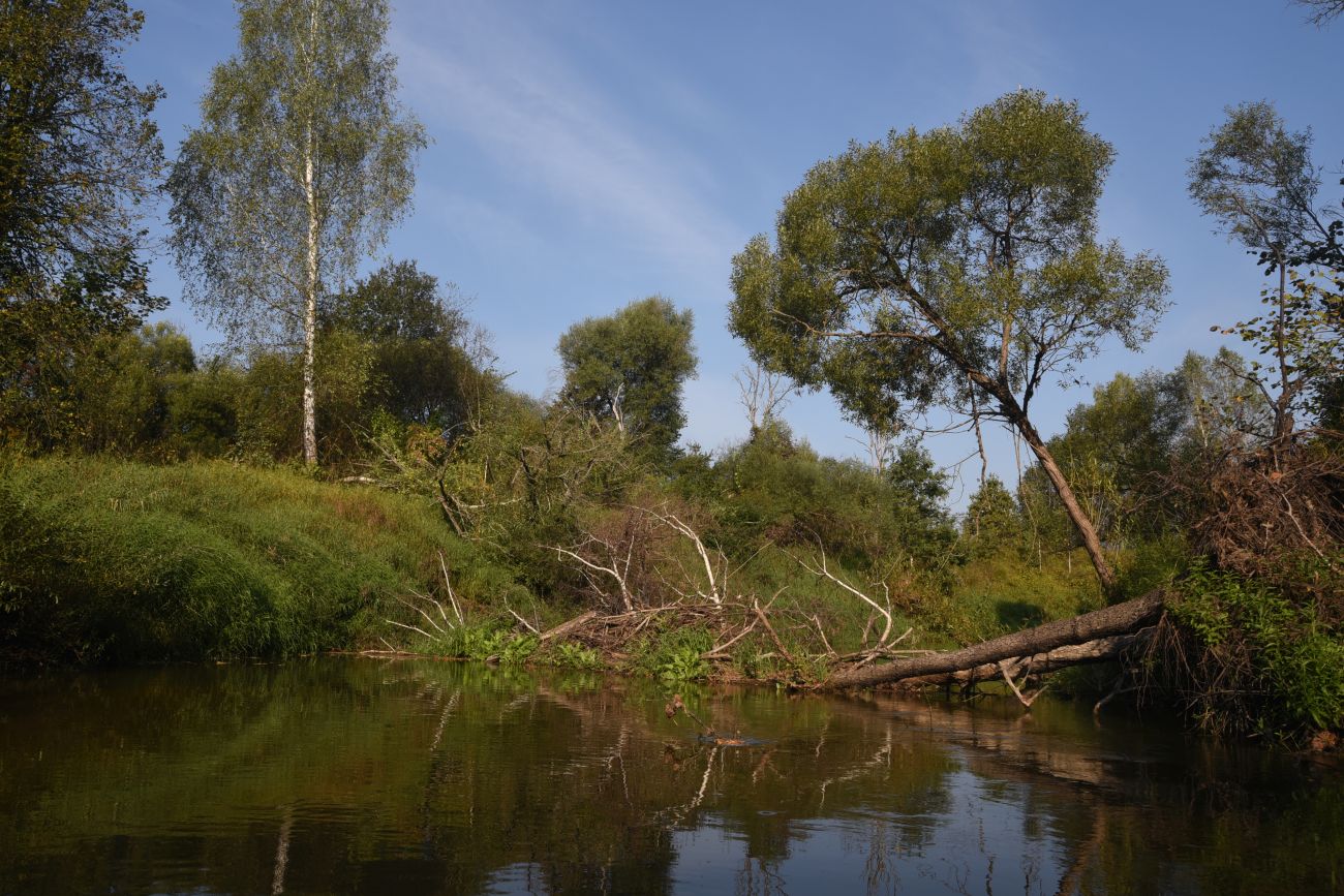 Устье ручья Черебеть, image of landscape/habitat.