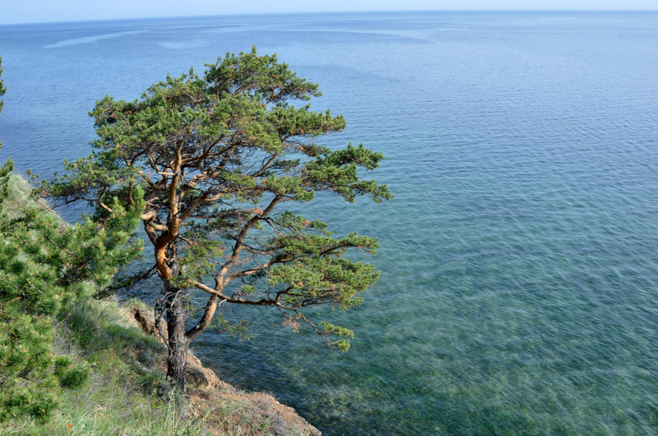 Окрестности поселка Большие Коты, image of landscape/habitat.
