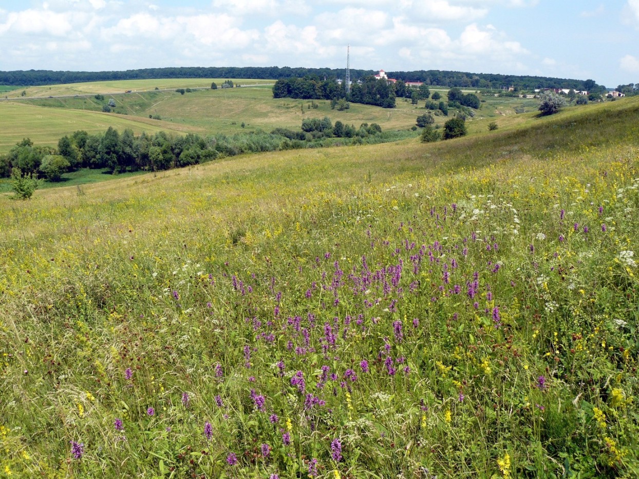 Снежки, image of landscape/habitat.