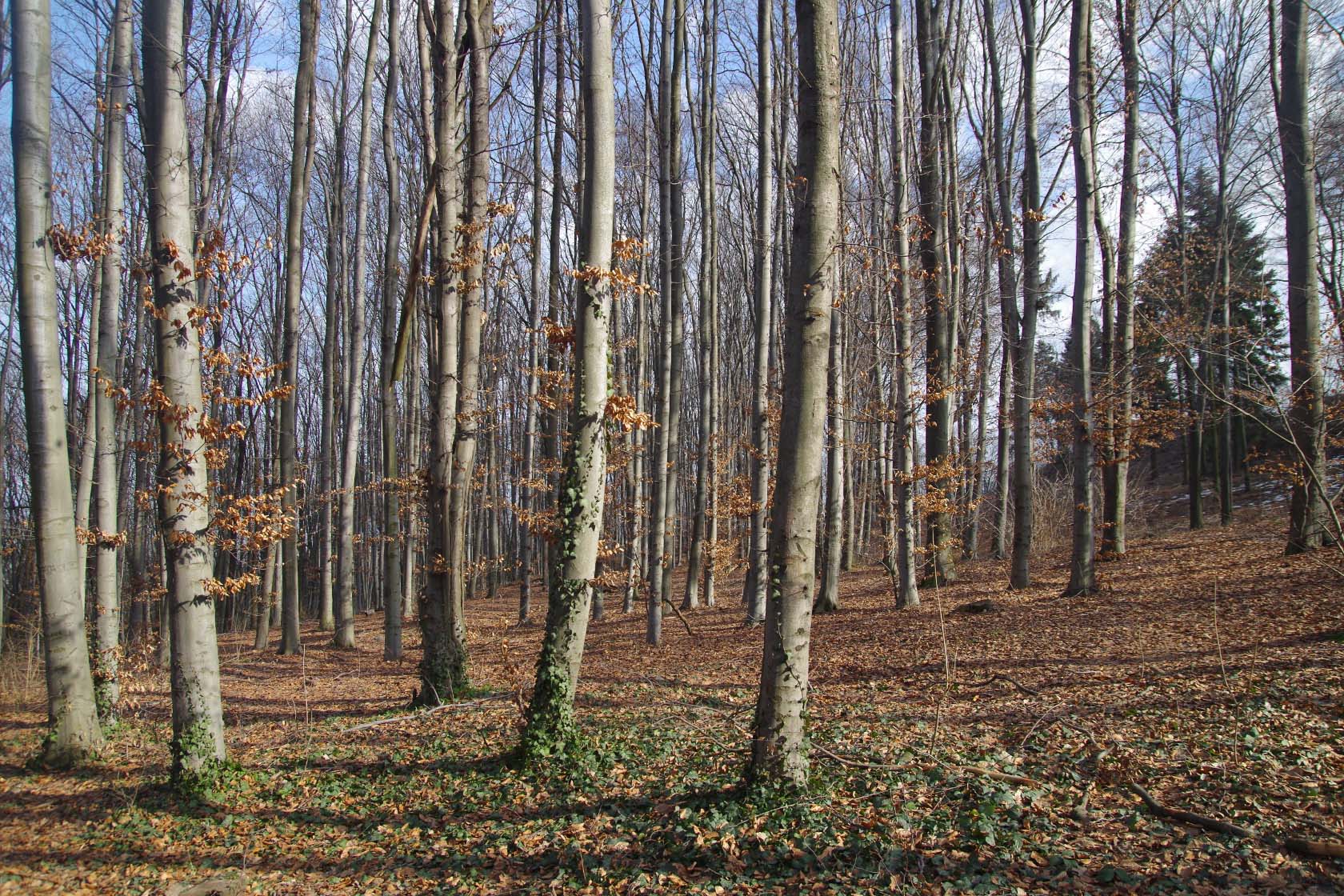 Ботсад им. Гришко, image of landscape/habitat.