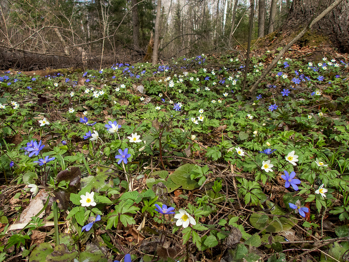 Волдынь - Ябдино, image of landscape/habitat.