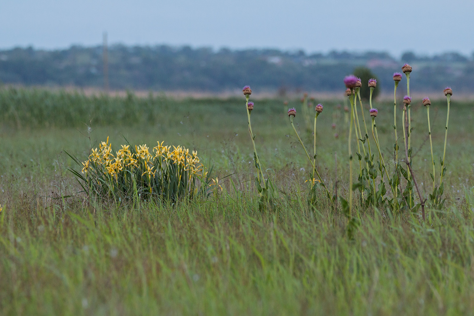 Мартыново, image of landscape/habitat.