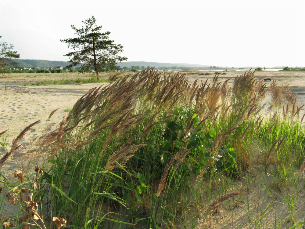 Займищенский мост, image of landscape/habitat.