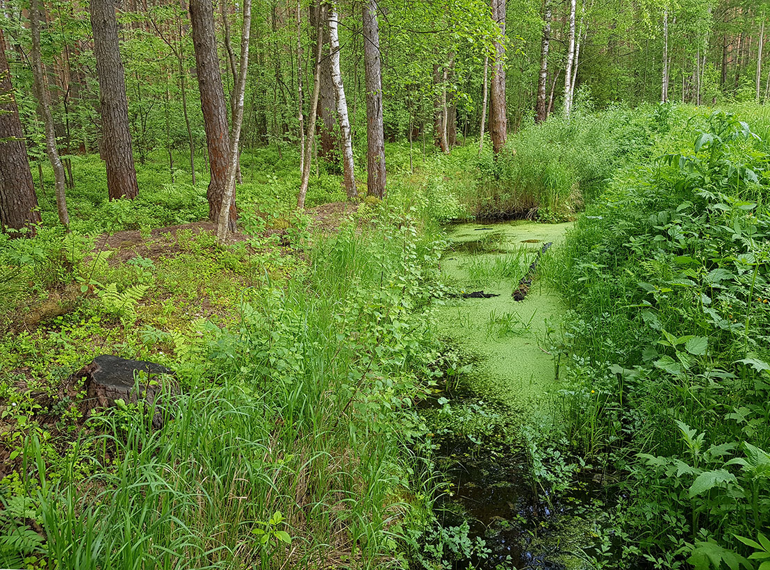 Дубна, image of landscape/habitat.