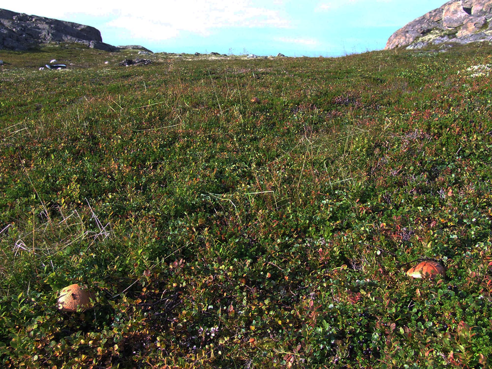 Дальние Зеленцы, image of landscape/habitat.