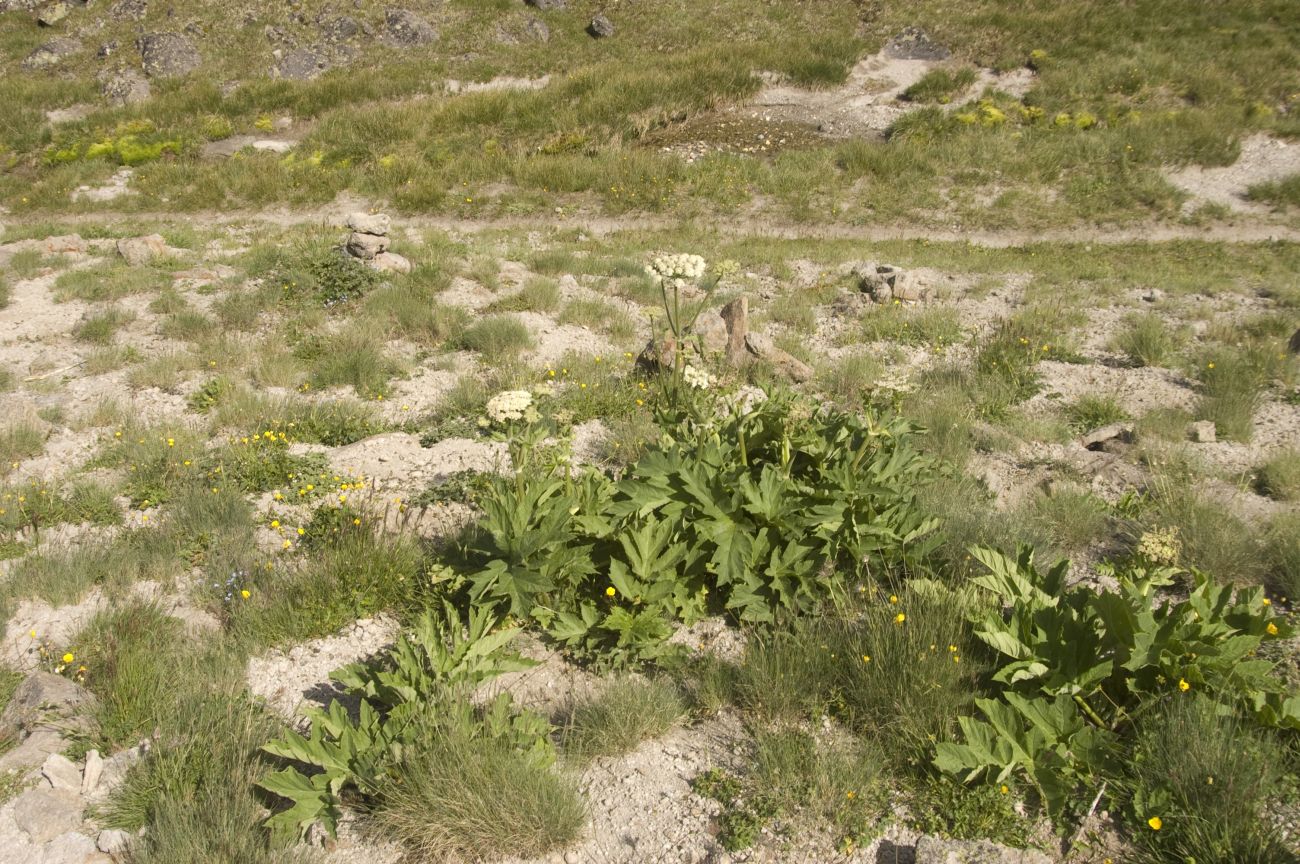 Урочище Каменные Грибы, image of landscape/habitat.