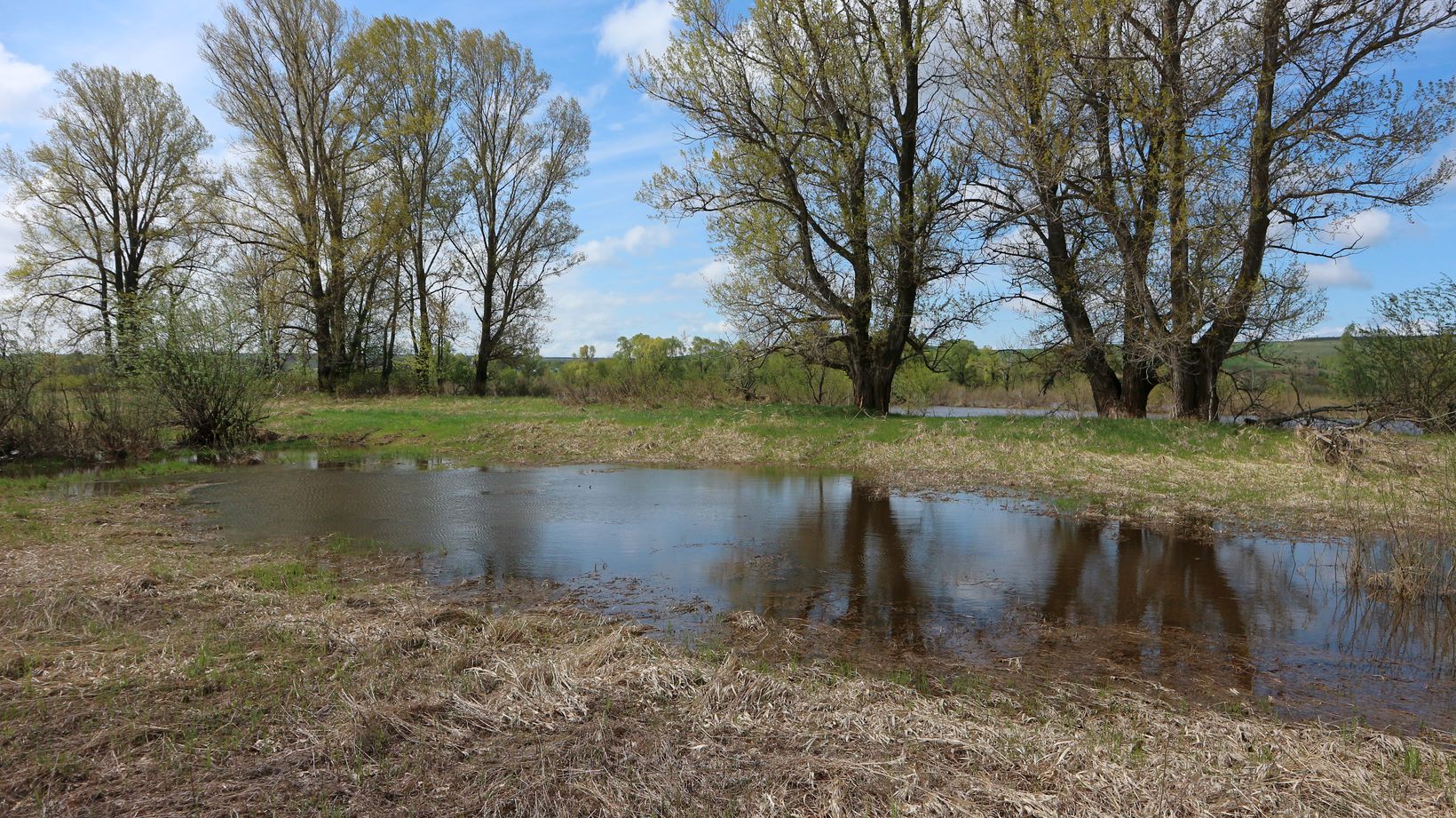 Пойма Вятки у Мамыловки, image of landscape/habitat.