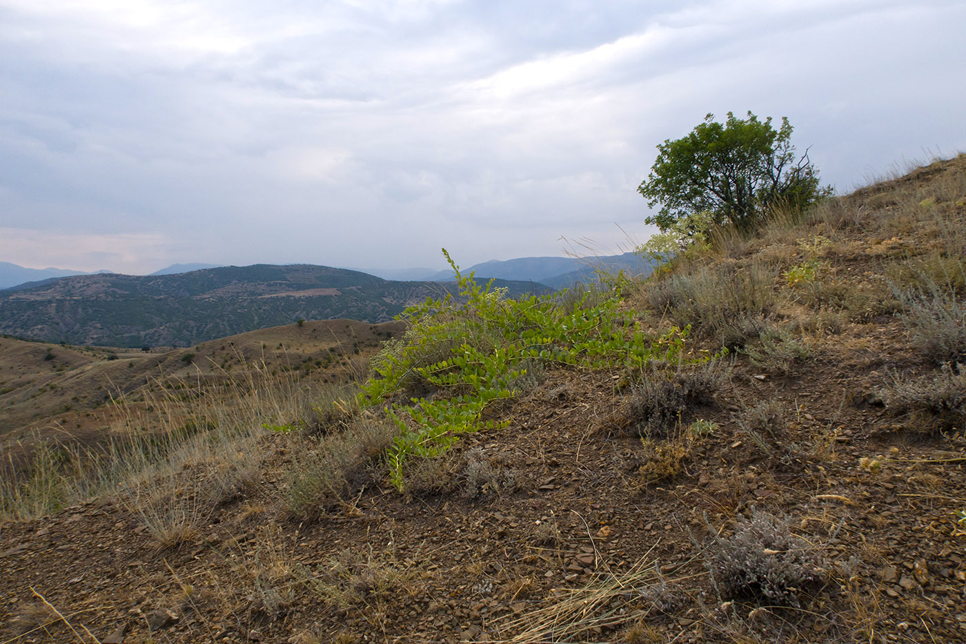 Гора Казах, image of landscape/habitat.