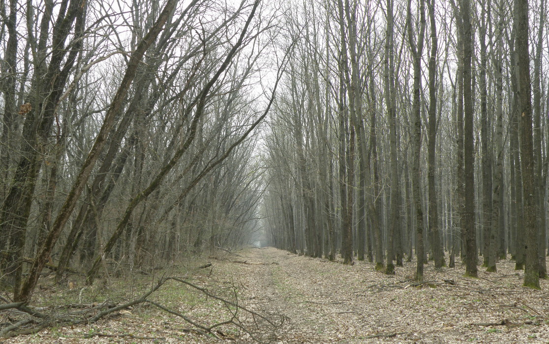 Александровский лес, image of landscape/habitat.