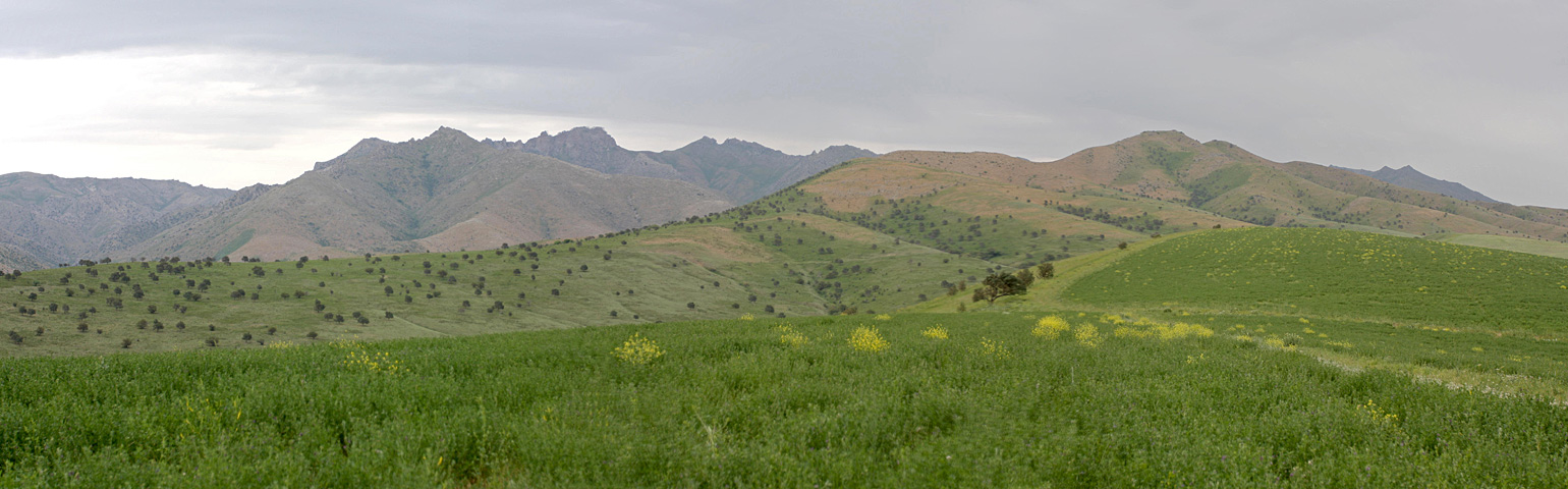 Хребет Боролдайтау, image of landscape/habitat.