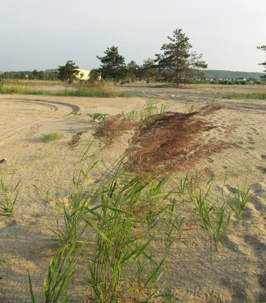 Займищенский мост, image of landscape/habitat.