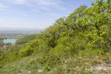 Гора Самбурова, image of landscape/habitat.