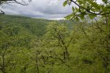 Image of landscape