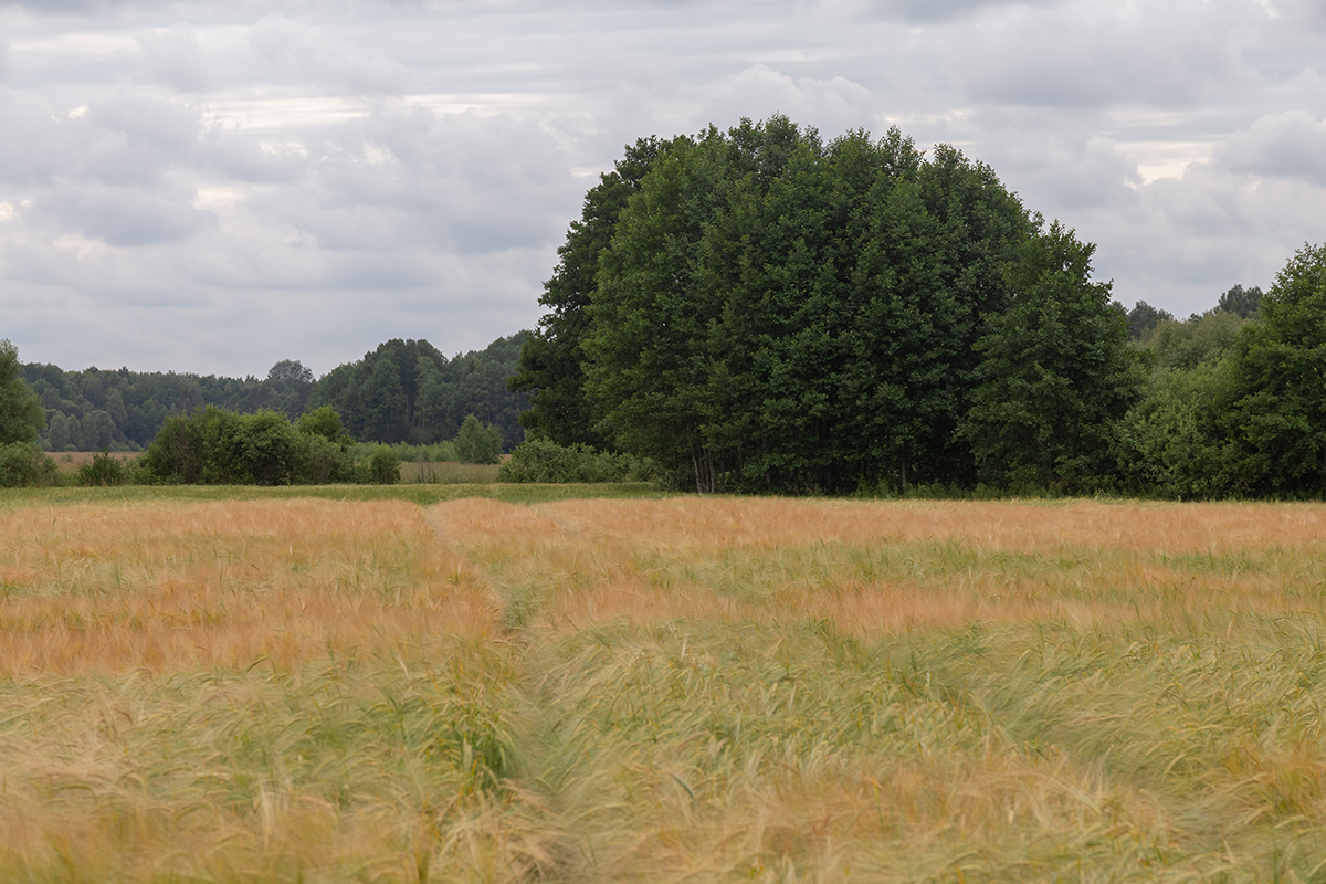 Бобинка и окрестности, image of landscape/habitat.