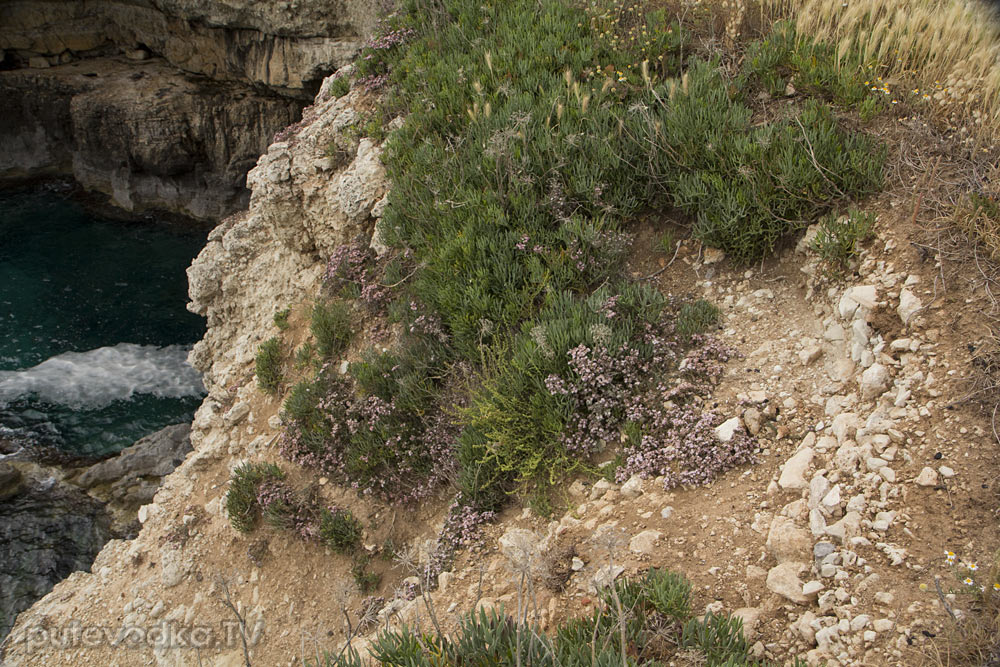 Санта Мария ди Леука, image of landscape/habitat.