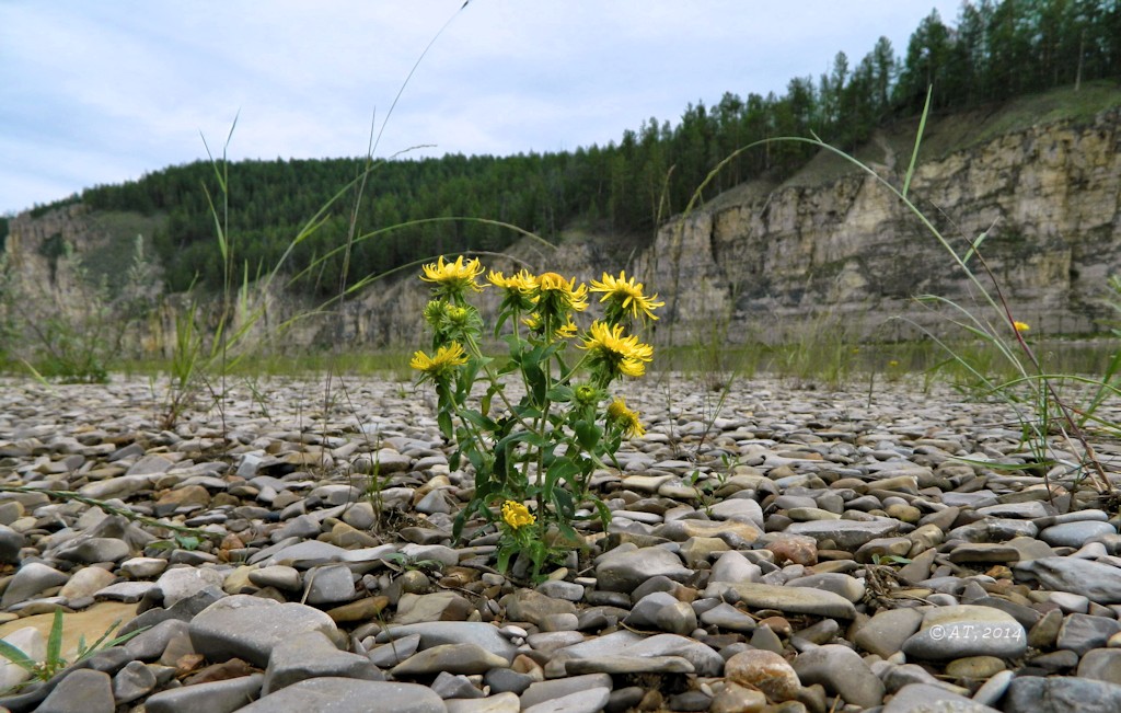 Река Синяя, image of landscape/habitat.