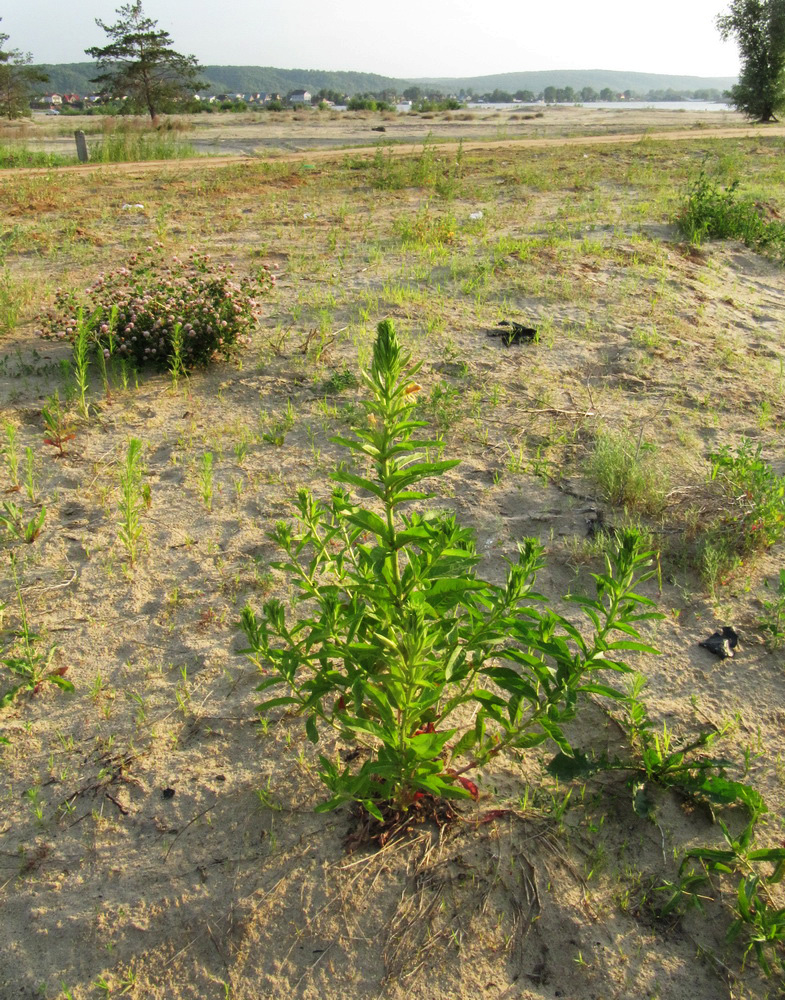 Займищенский мост, image of landscape/habitat.