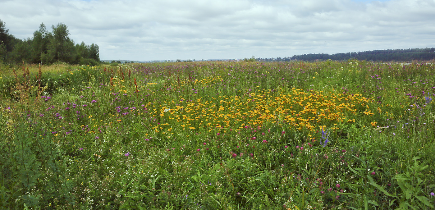 Закамск, image of landscape/habitat.