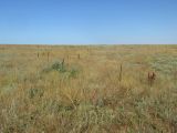 Мыс Чауда, image of landscape/habitat.