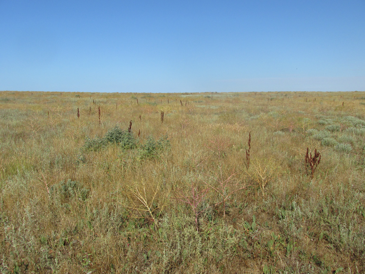 Мыс Чауда, image of landscape/habitat.