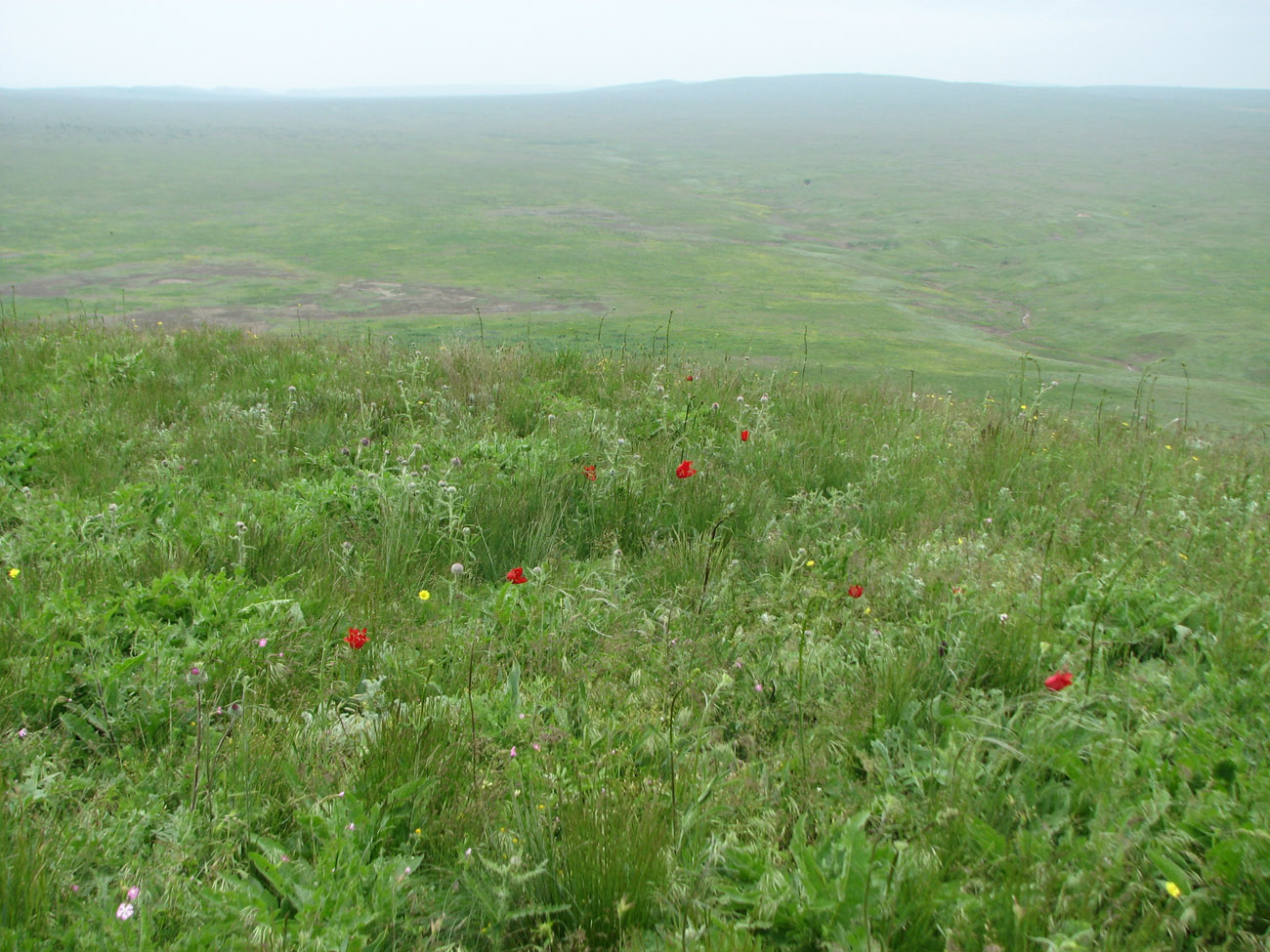 Караларская степь, image of landscape/habitat.