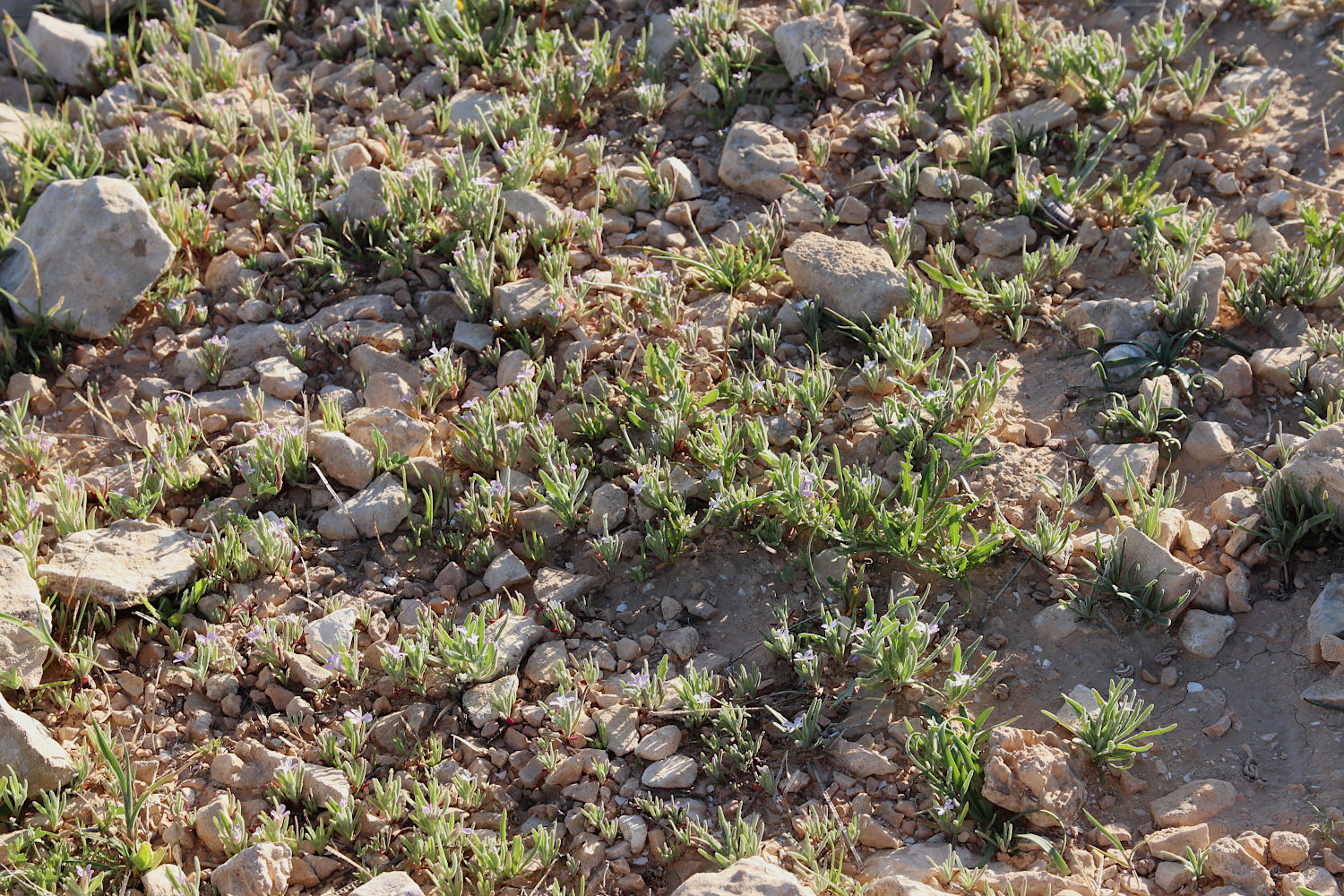 Арад, image of landscape/habitat.