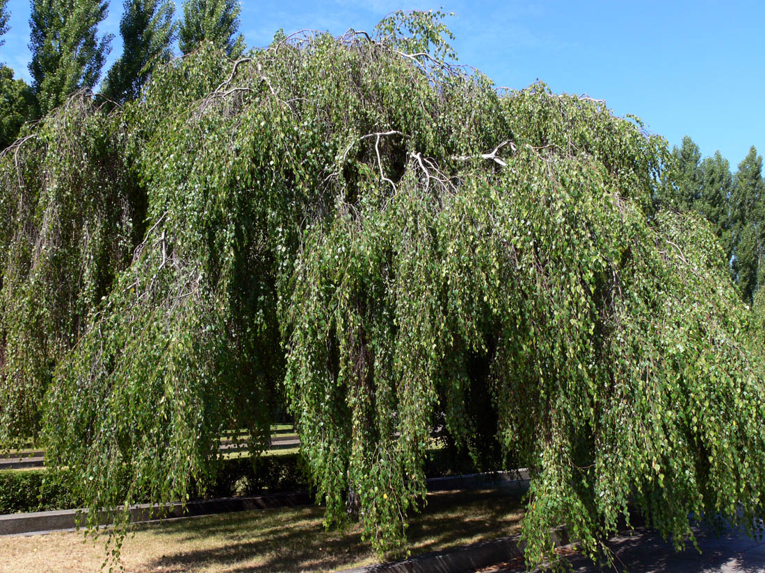 Трептов-парк, image of landscape/habitat.