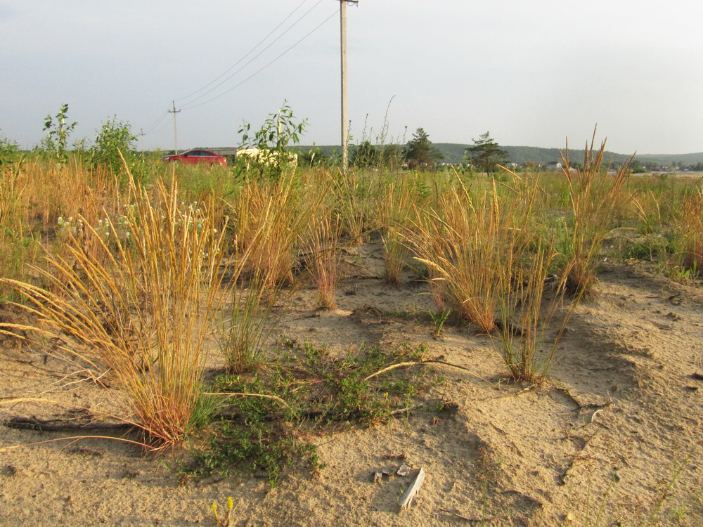 Займищенский мост, image of landscape/habitat.
