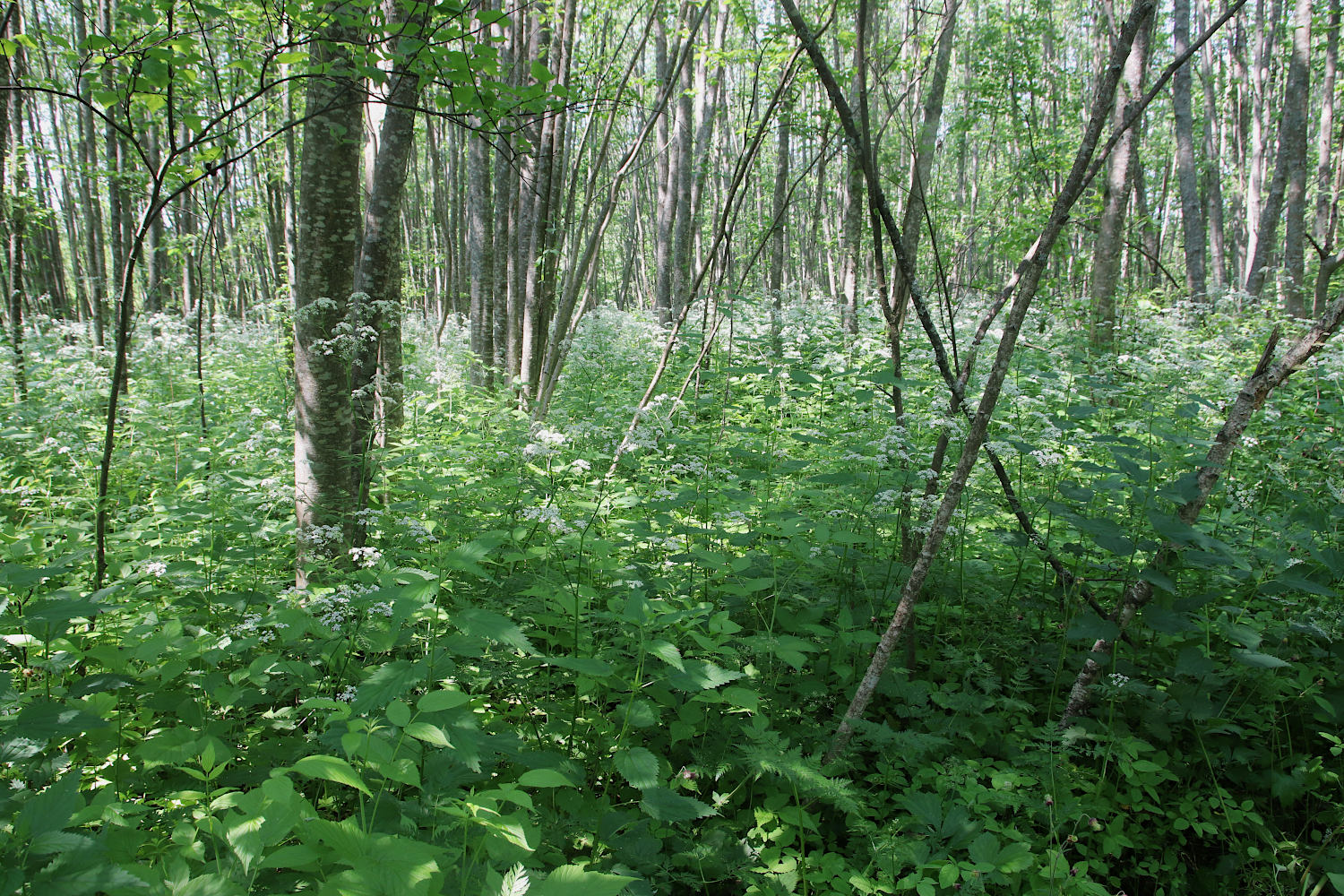 Окрестности Платуново, image of landscape/habitat.