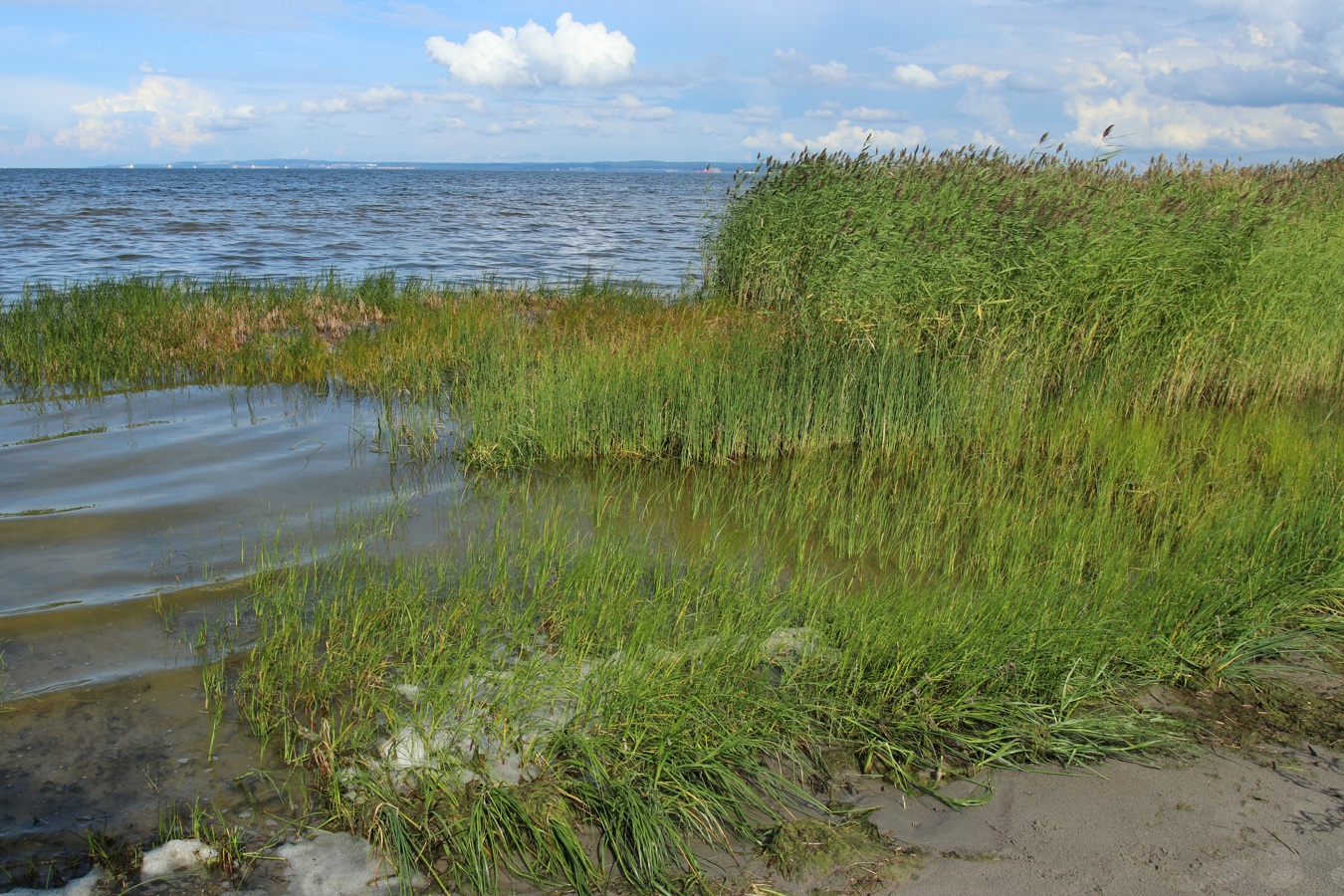 Окрестности деревни Выбье, image of landscape/habitat.