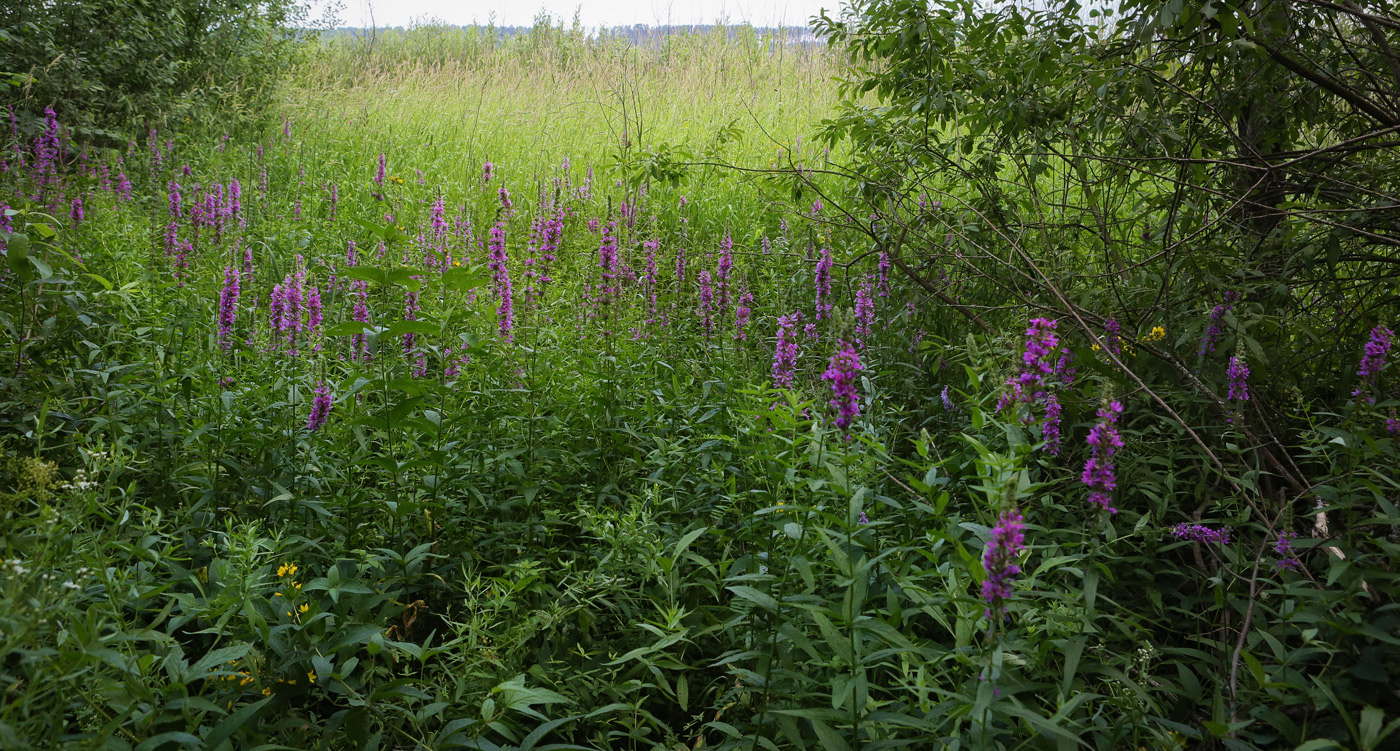 Закамск, image of landscape/habitat.
