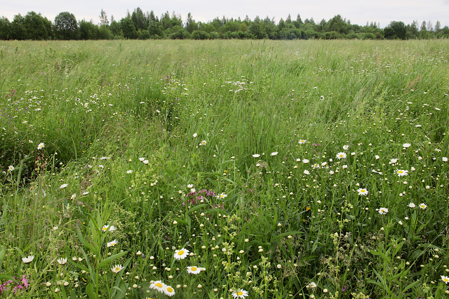 Окрестности Платуново, image of landscape/habitat.