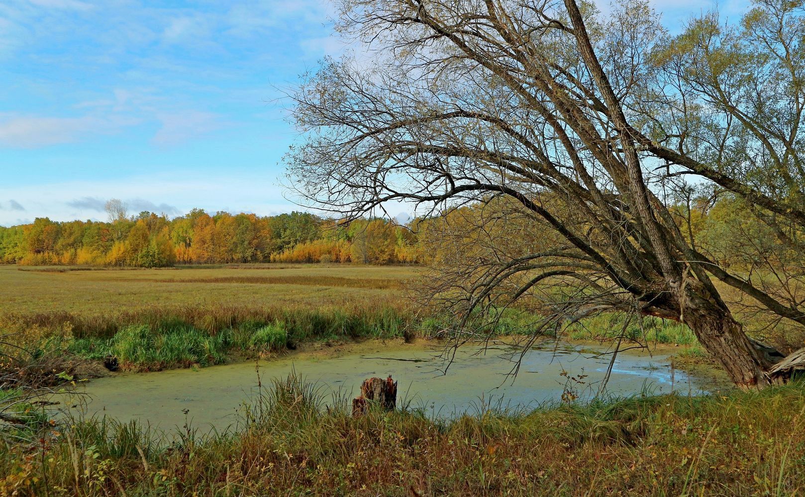 Пойма Вятки у Мамыловки, image of landscape/habitat.