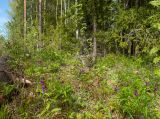 Запрудня, image of landscape/habitat.