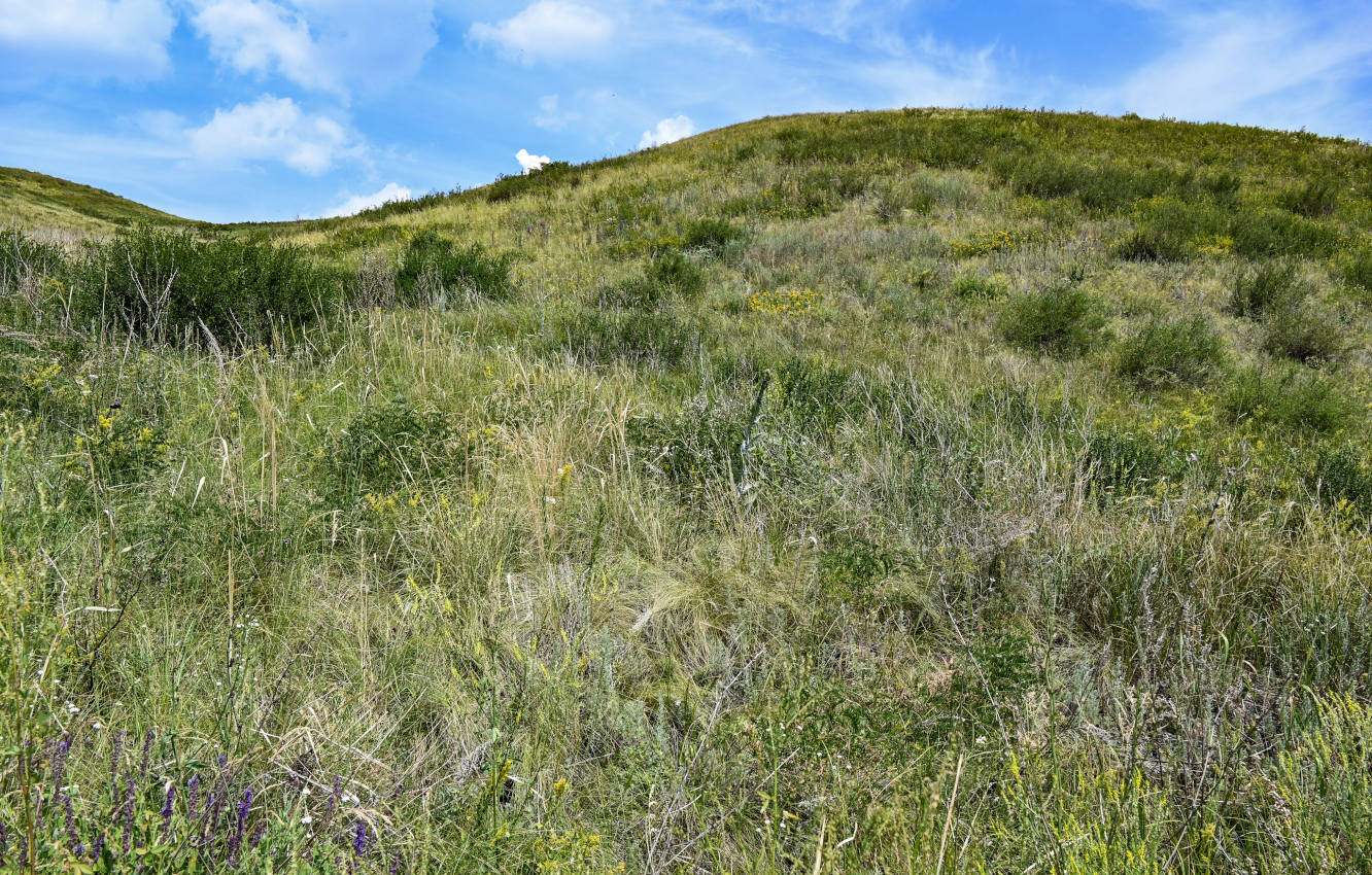 Окрестности города Кувандык, image of landscape/habitat.