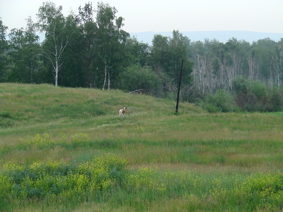 Зуй, image of landscape/habitat.