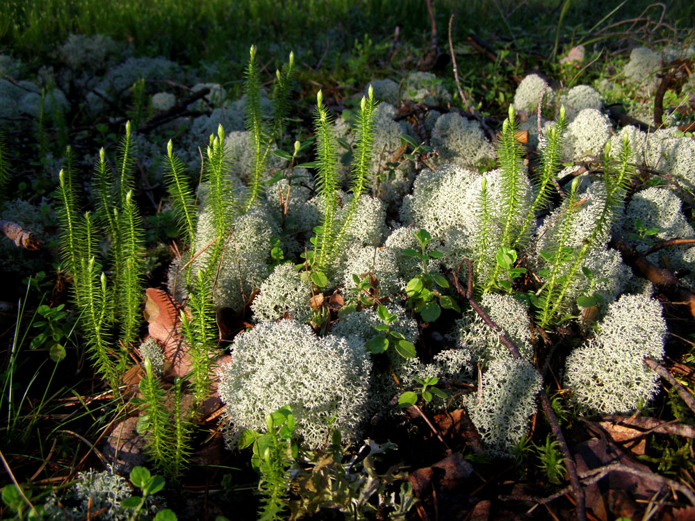 Глухая Вильва, image of landscape/habitat.