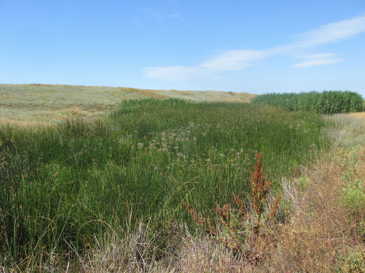 Мыс Чауда, image of landscape/habitat.