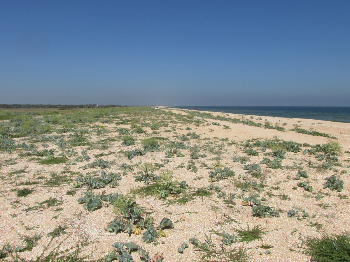 Окрестности Песочного, image of landscape/habitat.