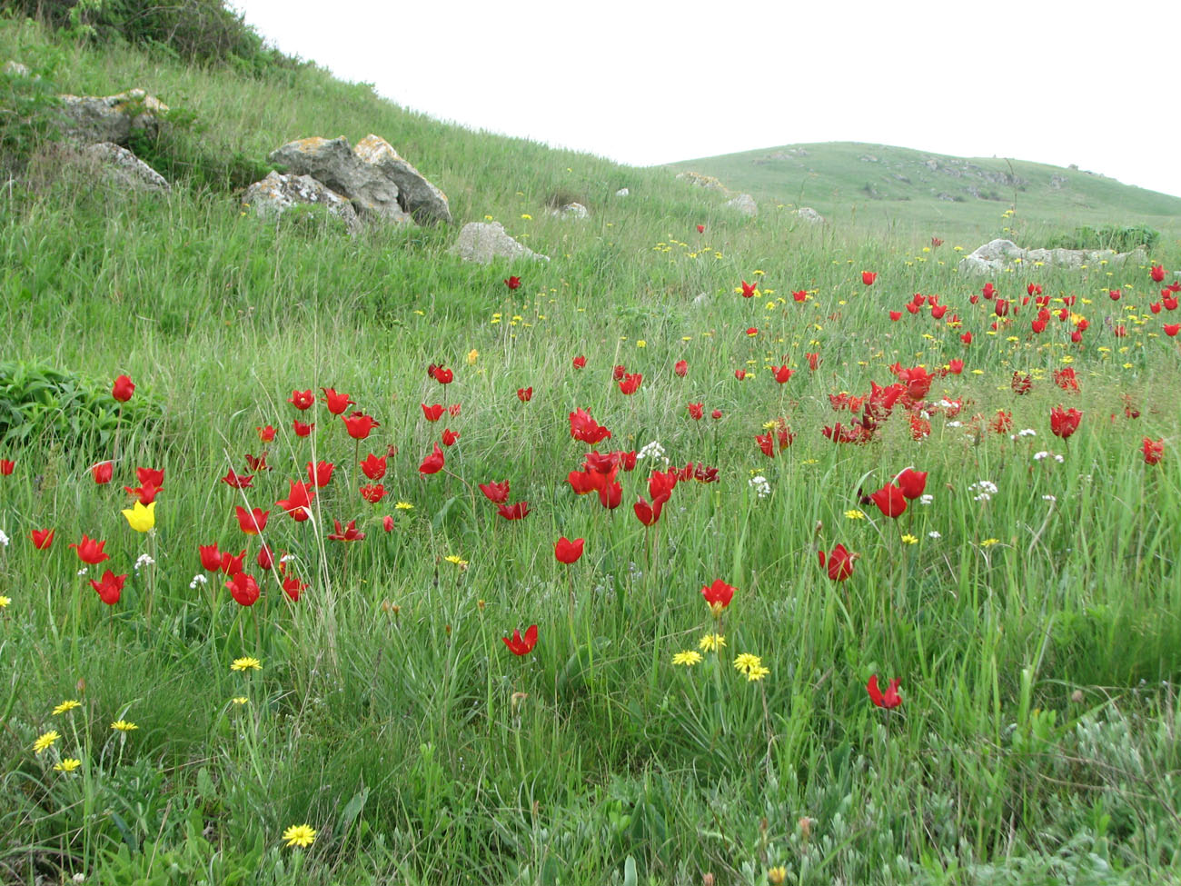 Караларская степь, image of landscape/habitat.