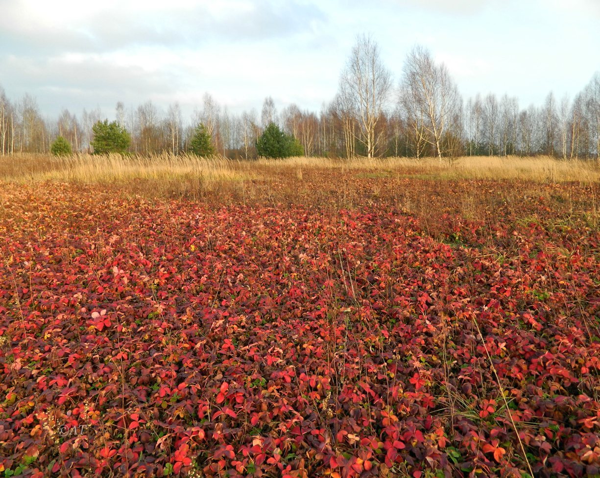 Верховья Каспли, image of landscape/habitat.