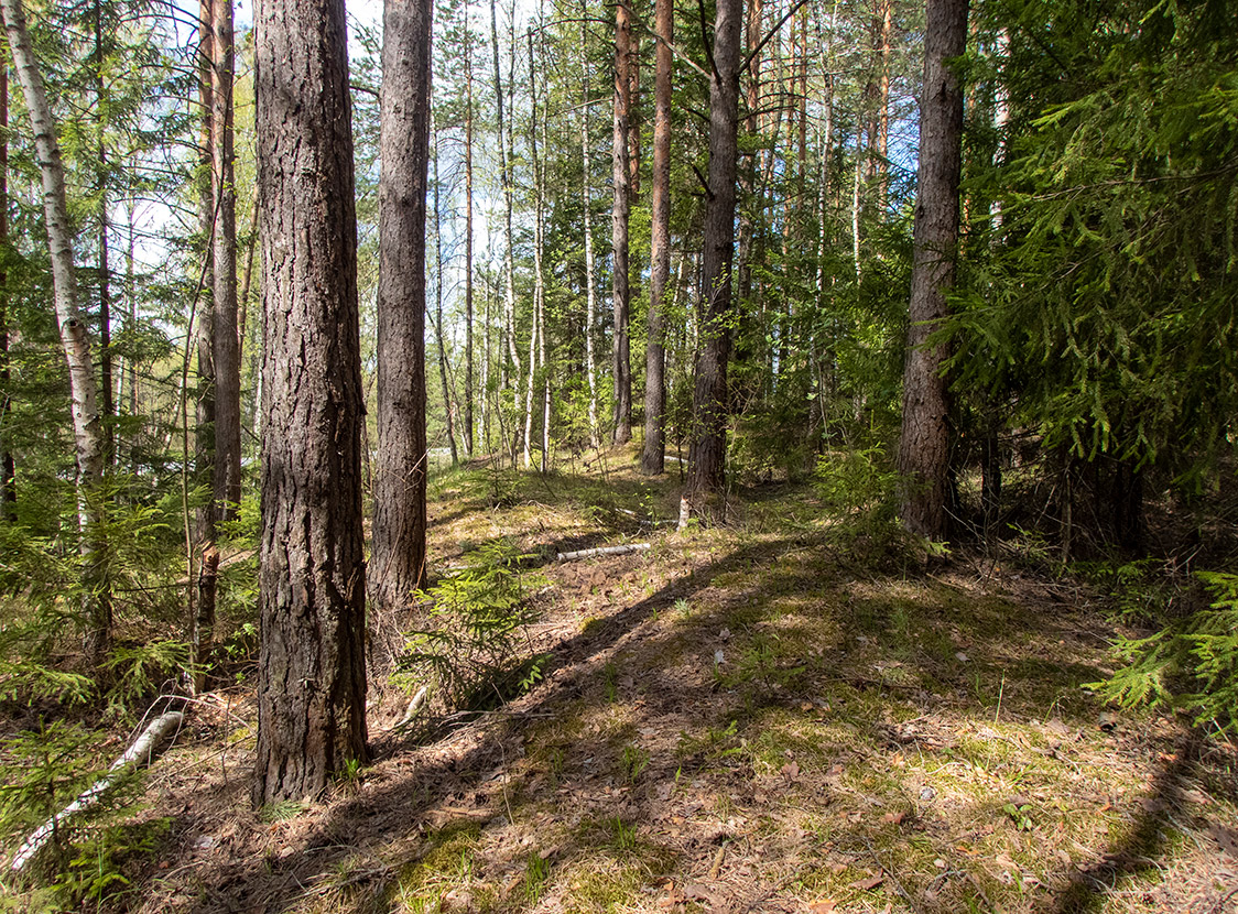 Запрудня, image of landscape/habitat.